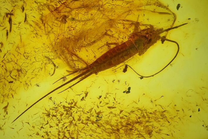 Detailed Fossil Bristletail (Archaeognatha) In Baltic Amber #173640